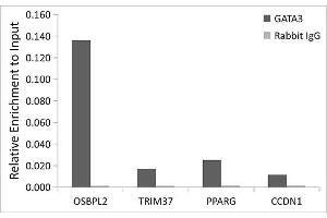 Chromatin immunoprecipitation analysis of extracts of MCF7 cells, using [KO Validated] G Rabbit mAb antibody  and rabbit IgG. (GATA3 antibody)