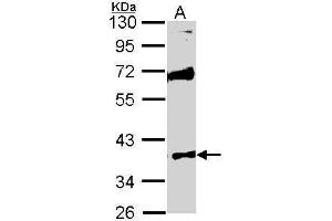 WB Image Sample (30 ug of whole cell lysate) A: Raji 10% SDS PAGE antibody diluted at 1:1000 (STK26/MST4 antibody  (Center))