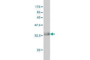 Western Blot detection against Immunogen (36. (Activin A Receptor Type IB/ALK-4 antibody  (AA 24-126))