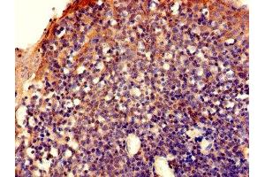 Immunohistochemistry of paraffin-embedded human tonsil tissue using ABIN7152377 at dilution of 1:100