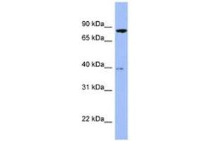 Image no. 1 for anti-Radixin (RDX) (AA 467-516) antibody (ABIN6741663) (Radixin antibody  (AA 467-516))