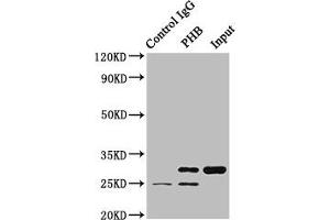 Immunoprecipitating PHB in HEK293 whole cell lysate Lane 1: Rabbit control IgG (1 μg) instead of ABIN7164704 in HEK293 whole cell lysate. (Prohibitin antibody  (AA 1-272))