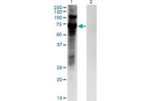 Western Blot analysis of ZNF10 expression in transfected 293T cell line by ZNF10 monoclonal antibody (M03), clone 1E1.