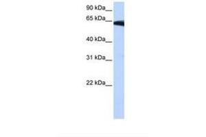Image no. 1 for anti-Phosphatidylinositol Glycan W (PIGW) (AA 264-313) antibody (ABIN6739249) (PIGW antibody  (AA 264-313))