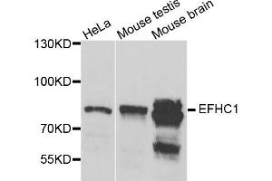 Western blot analysis of extracts of various cell lines, using EFHC1 antibody (ABIN5975244) at 1/1000 dilution.