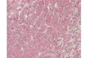 Spleen (DGKA antibody)