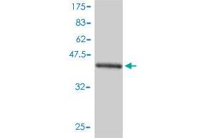 Western Blot detection against Immunogen (44. (UBE2G1 antibody  (AA 1-170))