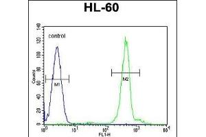 DA5 Antibody (N-term) (ABIN655277 and ABIN2844869) flow cytometric analysis of HL-60 cells (right histogram) compared to a negative control cell (left histogram). (DPPA5 antibody  (N-Term))