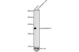Western blot analysis of extracts from wild type (WT) and SLC25/ knockout (KO) 293T cells, using SLC25/ antibody (ABIN7270428) at 1:1000 dilution.