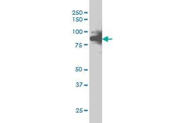 RAD17 antibody  (AA 1-110)