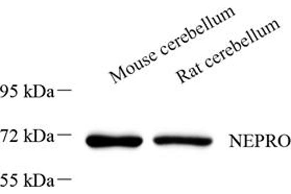 NEPRO antibody