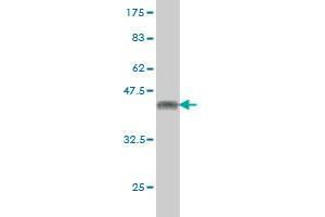 Western Blot detection against Immunogen (38. (Retinoblastoma Binding Protein 4 antibody  (AA 316-426))