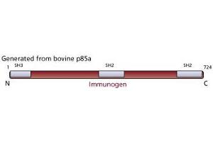 Image no. 1 for anti-Phosphoinositide 3 Kinase, p85 alpha (PI3K p85a) antibody (ABIN967523) (PIK3R1 antibody)