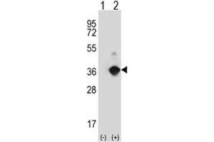Western blot analysis of ANGPTL7 antibody and 293 cell lysate either nontransfected (Lane 1) or transiently transfected (2) with the ANGPTL7 gene. (ANGPTL7 antibody  (AA 74-104))