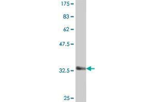 COL21A1 antibody  (AA 221-320)