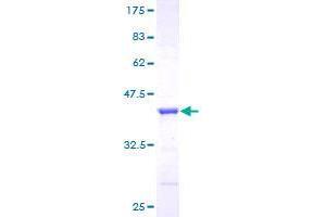 GGA1 Protein (AA 1-89) (GST tag)