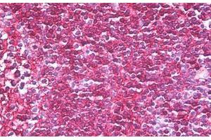 Anti-CD45RB antibody IHC staining of human tonsil. (CD45RB antibody  (AA 79-88))