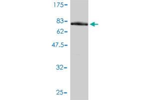 RNMT anticorps  (AA 1-476)