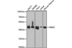 Western blot analysis of extracts of various cell lines using RRM2 Polyclonal Antibody at dilution of 1:1000. (RRM2 antibody)