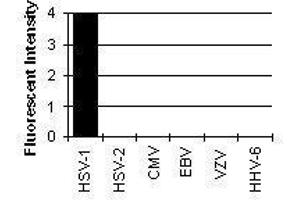 Cross Reactivity Results determined by IFA (HSV1 gE antibody)