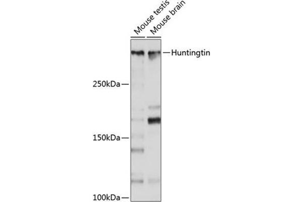 Huntingtin anticorps
