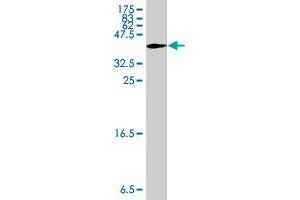 Western Blot detection against Immunogen (34. (FKBP1B antibody  (AA 1-80))