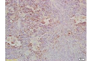 Formalin-fixed and paraffin embedded mouse spleen labeled with Anti-Gab2 Polyclonal Antibody, Unconjugated (ABIN681178) at 1:200, followed by conjugation to the secondary antibody and DAB staining