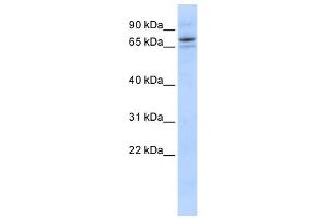 SEC23B antibody used at 1 ug/ml to detect target protein. (Sec23 Homolog B antibody)