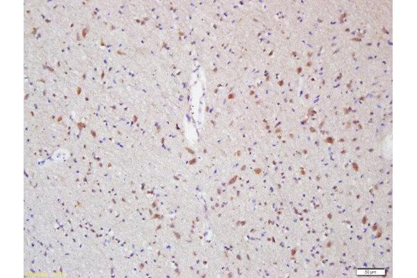 MPZ antibody  (AA 175-248)