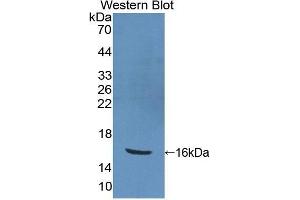 Western Blotting (WB) image for anti-Peroxisome Proliferator-Activated Receptor gamma (PPARG) (AA 157-274) antibody (ABIN1860284)