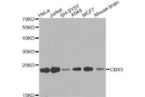 Western blot analysis of extracts of various cell lines, using CBX5 antibody. (CBX5 antibody  (AA 1-100))