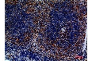 Immunohistochemistry (IHC) analysis of paraffin-embedded Mouse Spleen, antibody was diluted at 1:100. (CCR4 antibody  (N-Term))