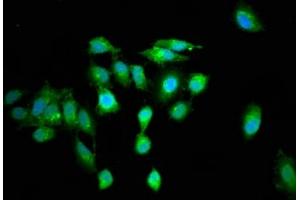 Immunofluorescence (IF) image for anti-Regulator of G-Protein Signaling 6 (RGS6) (AA 177-262) antibody (ABIN7167616)