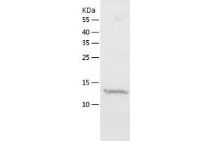 Western Blotting (WB) image for Mitochondrial Ribosomal Protein S28 (MRPS28) (AA 72-187) protein (His tag) (ABIN7123985) (MRPS28 Protein (AA 72-187) (His tag))