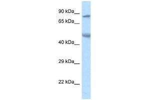 Western Blot showing Zfp90 antibody used at a concentration of 1. (ZNF90 antibody  (N-Term))