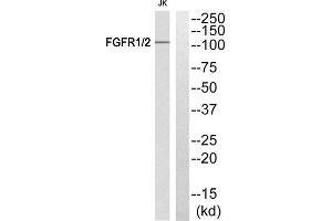 Western Blotting (WB) image for anti-FGFR1, FGFR2 (Tyr463), (Tyr466) antibody (ABIN1848296) (FGFR1/FGFR2 antibody  (Tyr463, Tyr466))