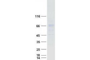 Validation with Western Blot (ACCN1 Protein (Transcript Variant 2) (Myc-DYKDDDDK Tag))