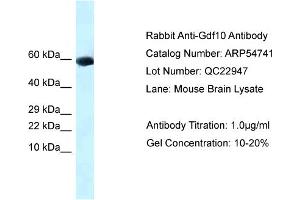 Western Blotting (WB) image for anti-Growth Differentiation Factor 10 (GDF10) (Middle Region) antibody (ABIN2785860) (GDF10 antibody  (Middle Region))