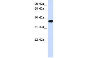 Western Blotting (WB) image for anti-Isoprenylcysteine Carboxyl Methyltransferase (ICMT) antibody (ABIN2459058)