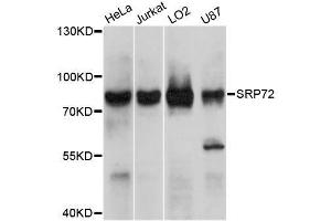 Western blot analysis of extracts of various cell lines, using SRP72 antibody. (SRP72 antibody)