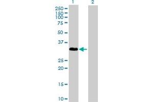 Western Blot analysis of IL1A expression in transfected 293T cell line by IL1A MaxPab polyclonal antibody. (IL1A antibody  (AA 1-271))