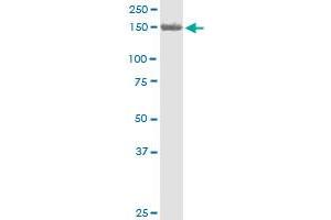 PKD2 antibody  (AA 261-360)