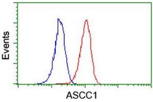 Image no. 3 for anti-Activating Signal Cointegrator 1 Complex Subunit 1 (ASCC1) antibody (ABIN1496741) (ASCC1 antibody)