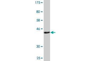 Western Blot detection against Immunogen (33 KDa) .