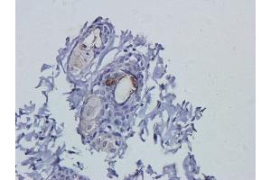 Immunohistochemical staining of rat skin tissue using anti-VEGF antibodyA. (Recombinant VEGF antibody)