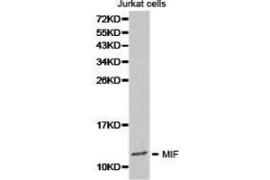 Western Blotting (WB) image for anti-Macrophage Migration Inhibitory Factor (Glycosylation-Inhibiting Factor) (MIF) antibody (ABIN1873693) (MIF antibody)