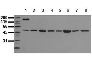 Western Blotting (WB) image for anti-c-Fos (c-Fos) (N-Term) antibody (ABIN126801) (c-FOS antibody  (N-Term))
