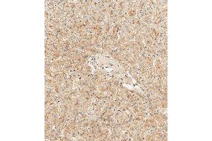 Immunohistochemistry (Paraffin-embedded Sections) (IHC (p)) image for anti-Hemopexin (HPX) (AA 200-227) antibody (ABIN390596)