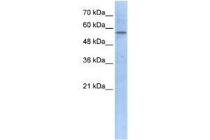 WB Suggested Anti-HMGCS1 Antibody Titration:  1 ug/ml  Positive Control:  293T cells lysate HMGCS1 is supported by BioGPS gene expression data to be expressed in HEK293T (HMGCS1 antibody  (Middle Region))