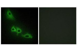 Immunofluorescence (IF) image for anti-Glycerol Kinase (GK) (C-Term) antibody (ABIN1849314) (Glycerol Kinase antibody  (C-Term))